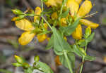 False spotted St. Johnswort